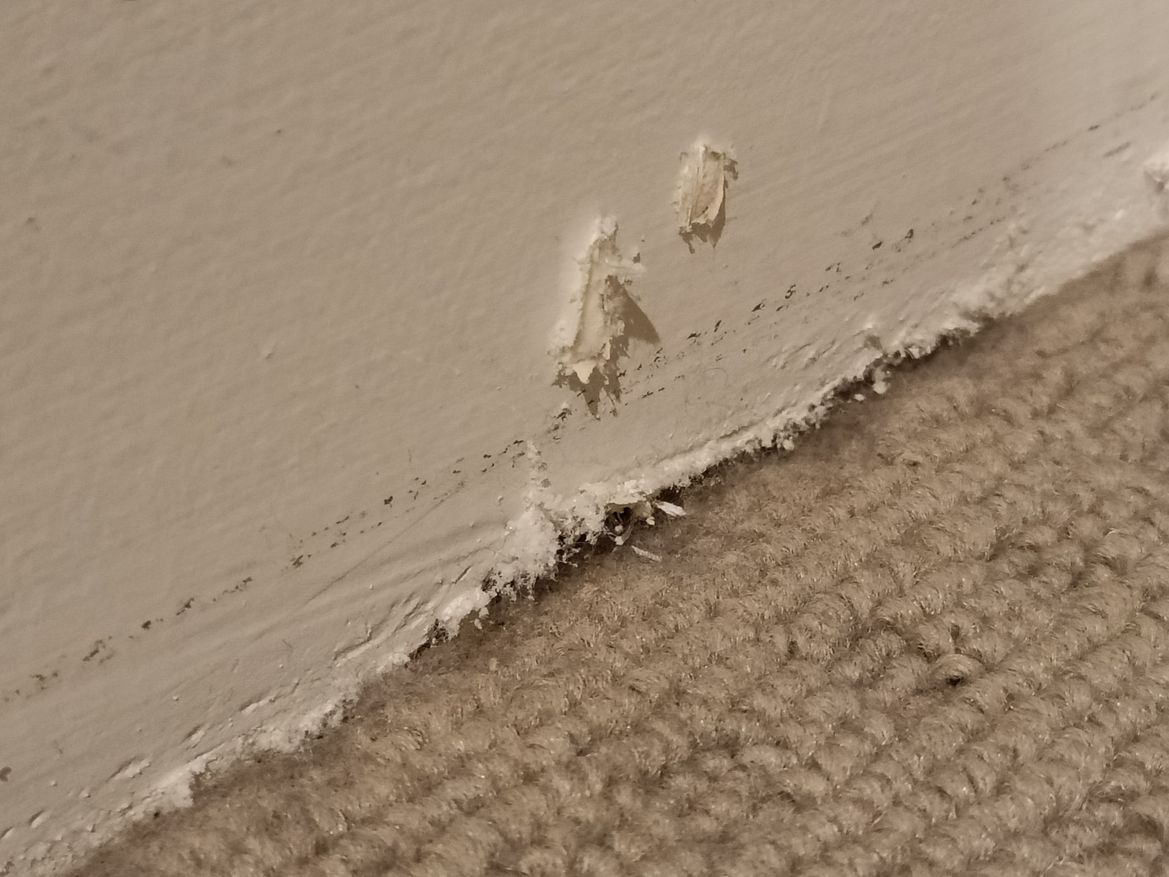 Damage where the wall meets the carpet