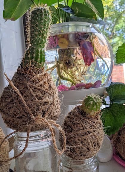 Cacti Kokedama! I really want to try one that has small cacti allllll over!!!