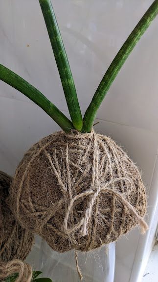 Snake Plant Koke