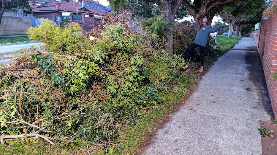 Tree Cutting Champion!