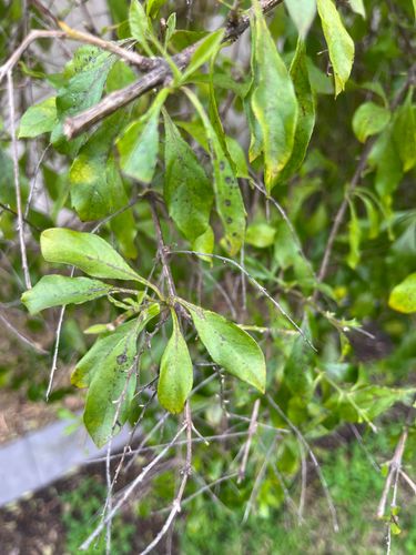 black spots on the leaves