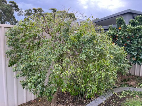 Here's the whole tree. You can see where the top was cut off a couple of months ago.