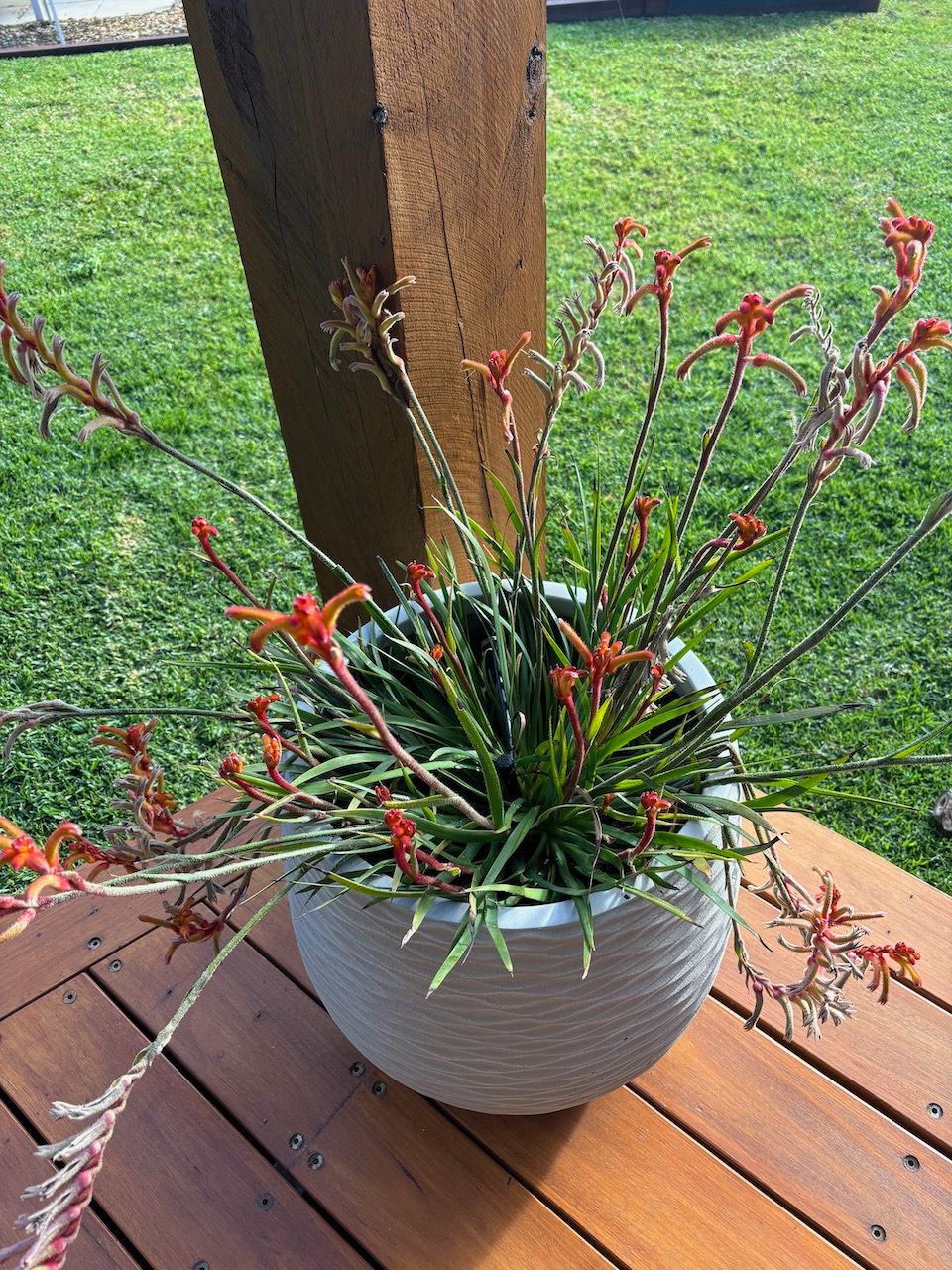 Solved: How to revive sick potted Kangaroo Paw? | Bunnings Workshop ...