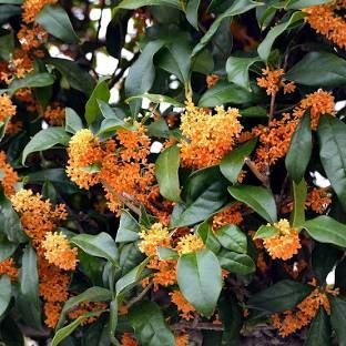 Osmanthus fragrans.jpeg