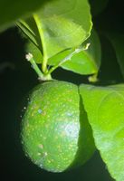 Black spots on citrus.jpeg