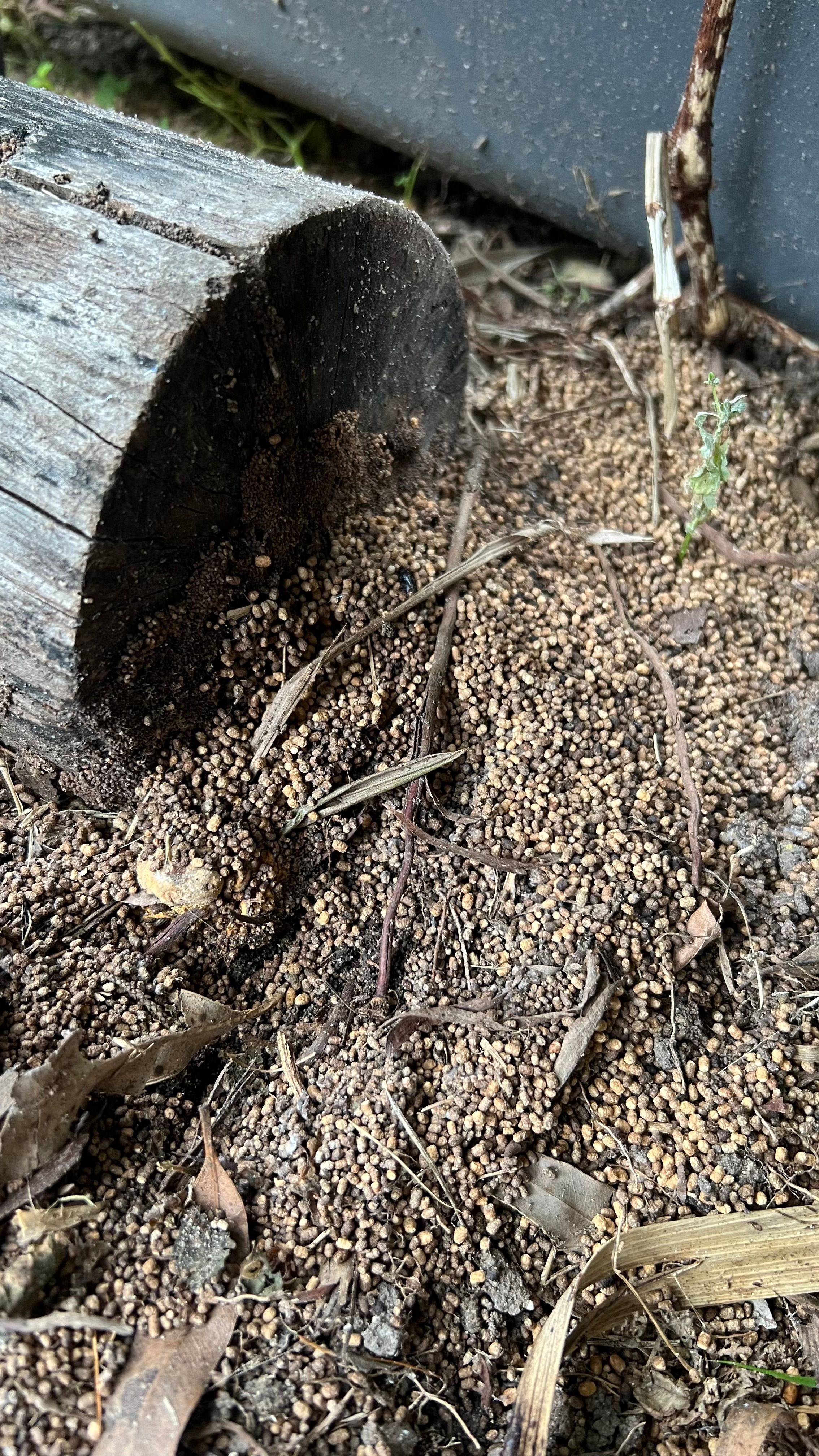 Solved: What pest control to use in the garden? | Bunnings Workshop ...