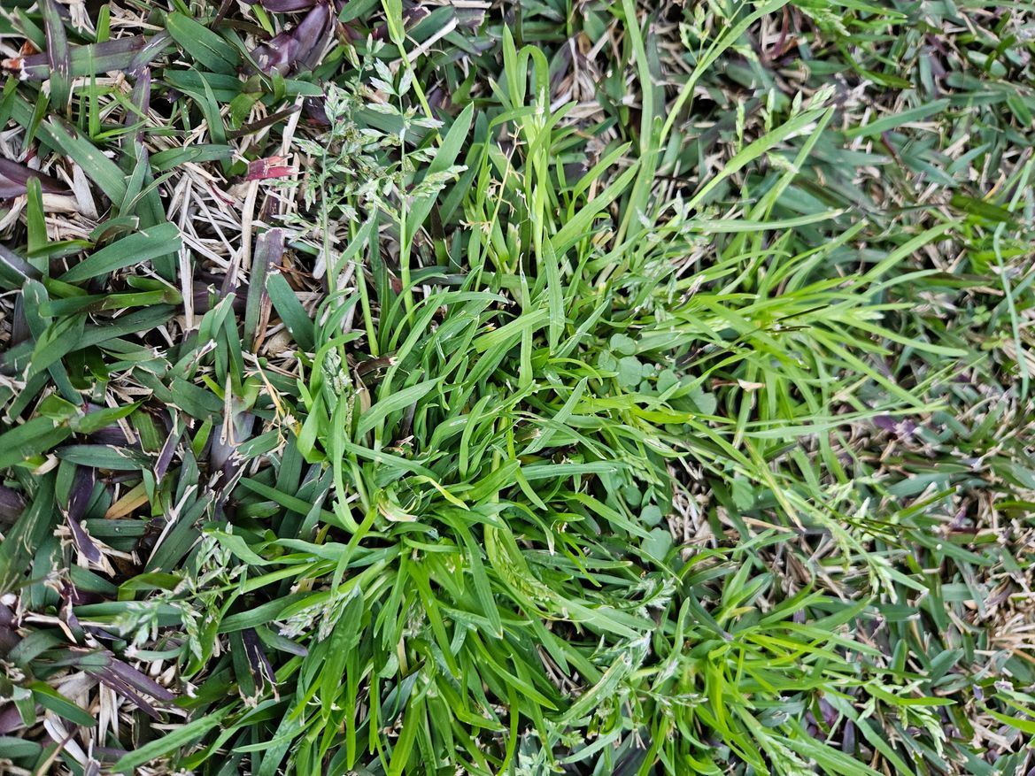 winter grass