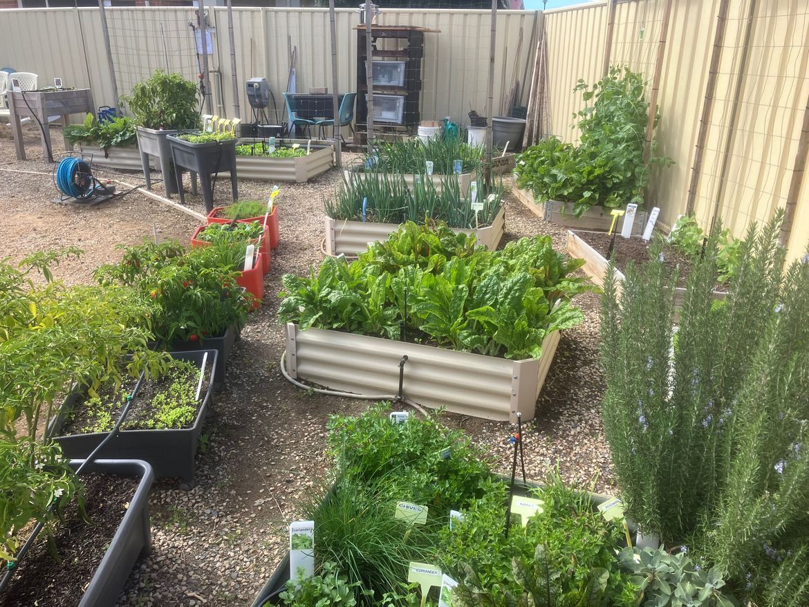 Community garden growing vegetables.jpeg