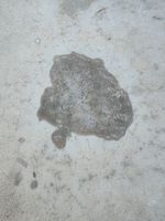 Oil stain on concrete.jpg