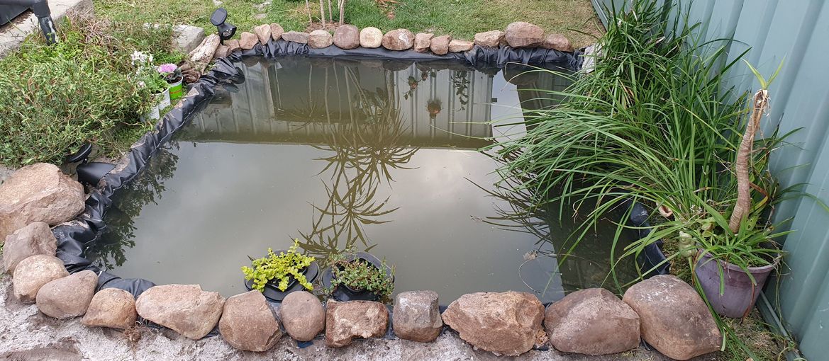 Fish pond.jpg