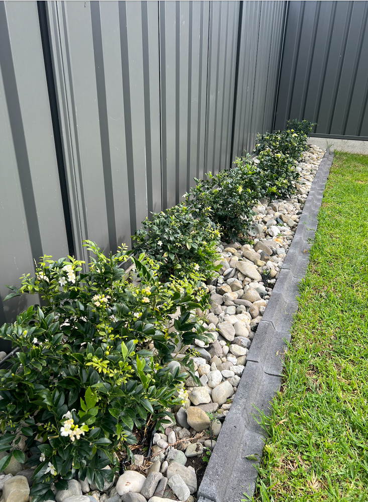 More Shade back of garden