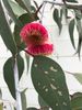 Our weeping gum is flowering