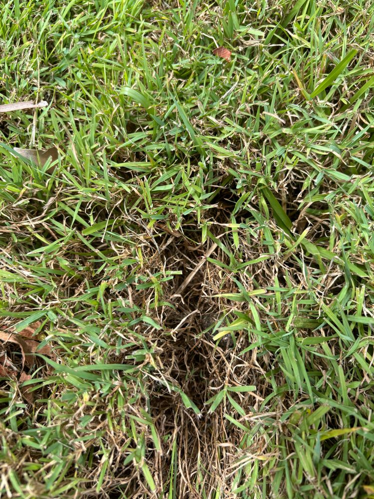 Looks like there is a fair bit of thatch under grass?