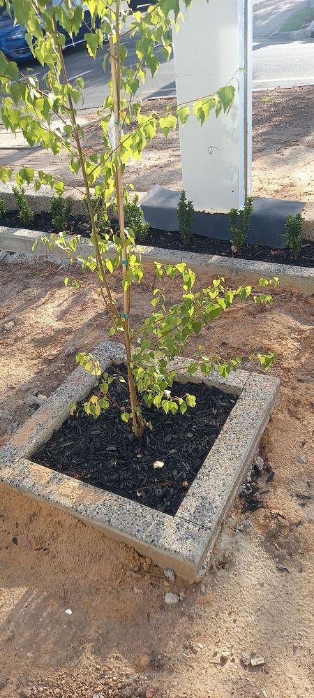 1st plant - Yellow leaves and branches seem to be drooping