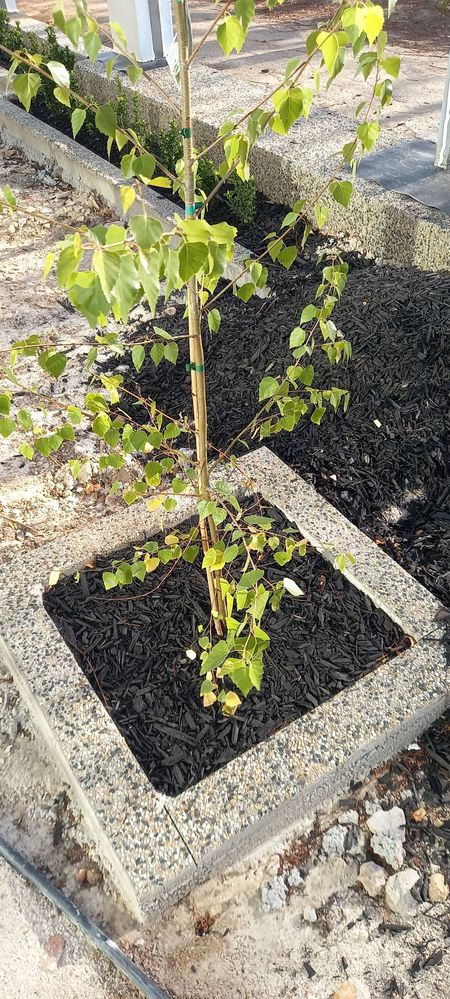 2nd plant - yellow leaves