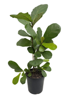 Fiddle leaf fig.png