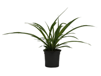 Spider plant.png