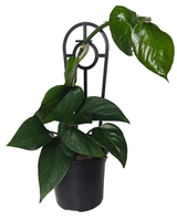 Pothos.png