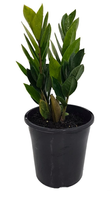 ZZ plant.png