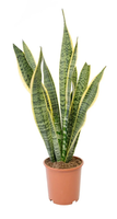 Snake Plant.png