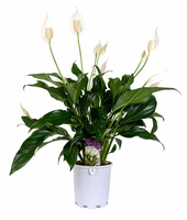 Peace lily.png