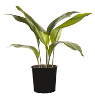 Cast iron plant.png