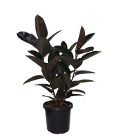 Rubber plant.png