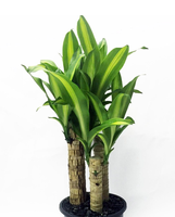 Dracaena.png