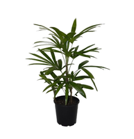 Lady palm.png