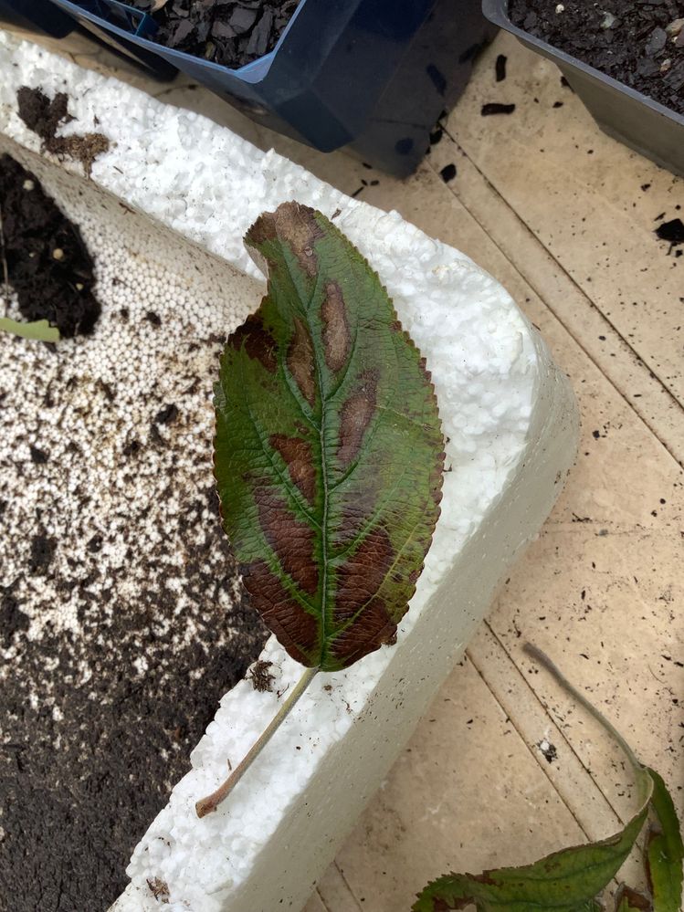 Top side of another leaf