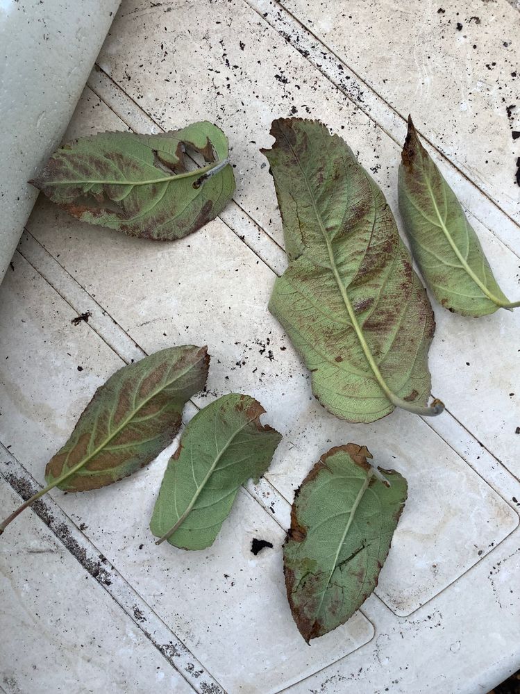 Bottom side of all leaves