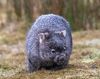 common-wombat-6588513_640.jpg