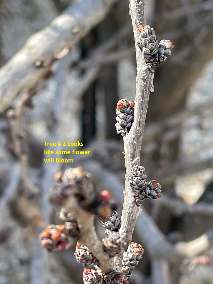 Tree # 2 Flower buds getting ready to bloom?