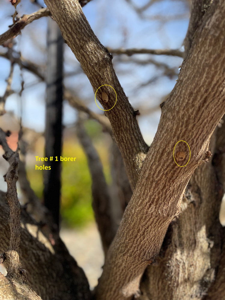 Tree # 1 borer holes