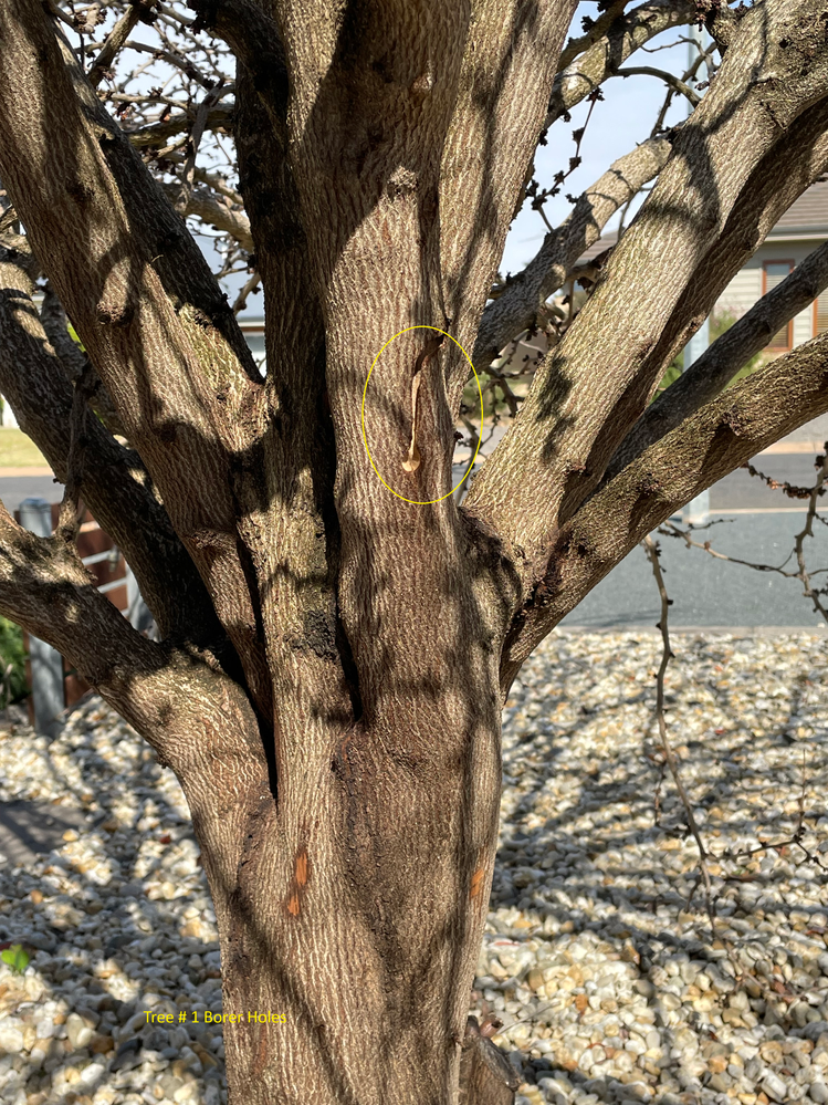 Tree # 1 borer damage