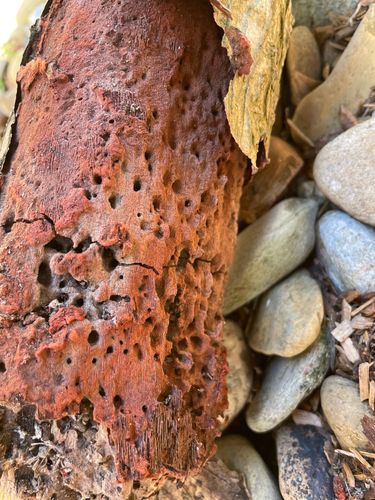 holes on the bottom of the fallen branches