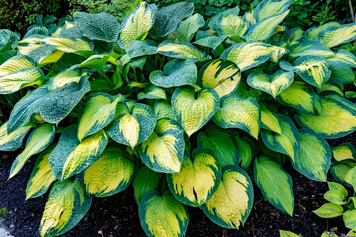 Hostas