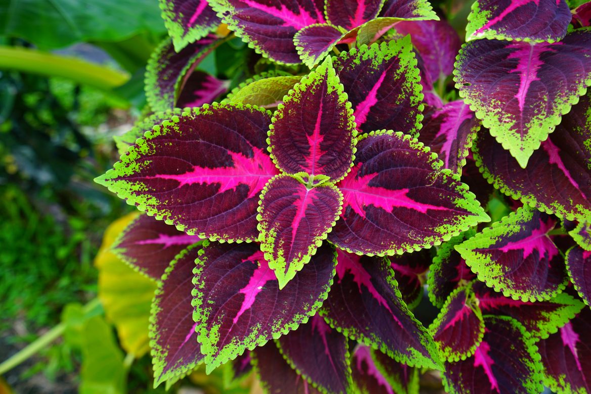 Coleus