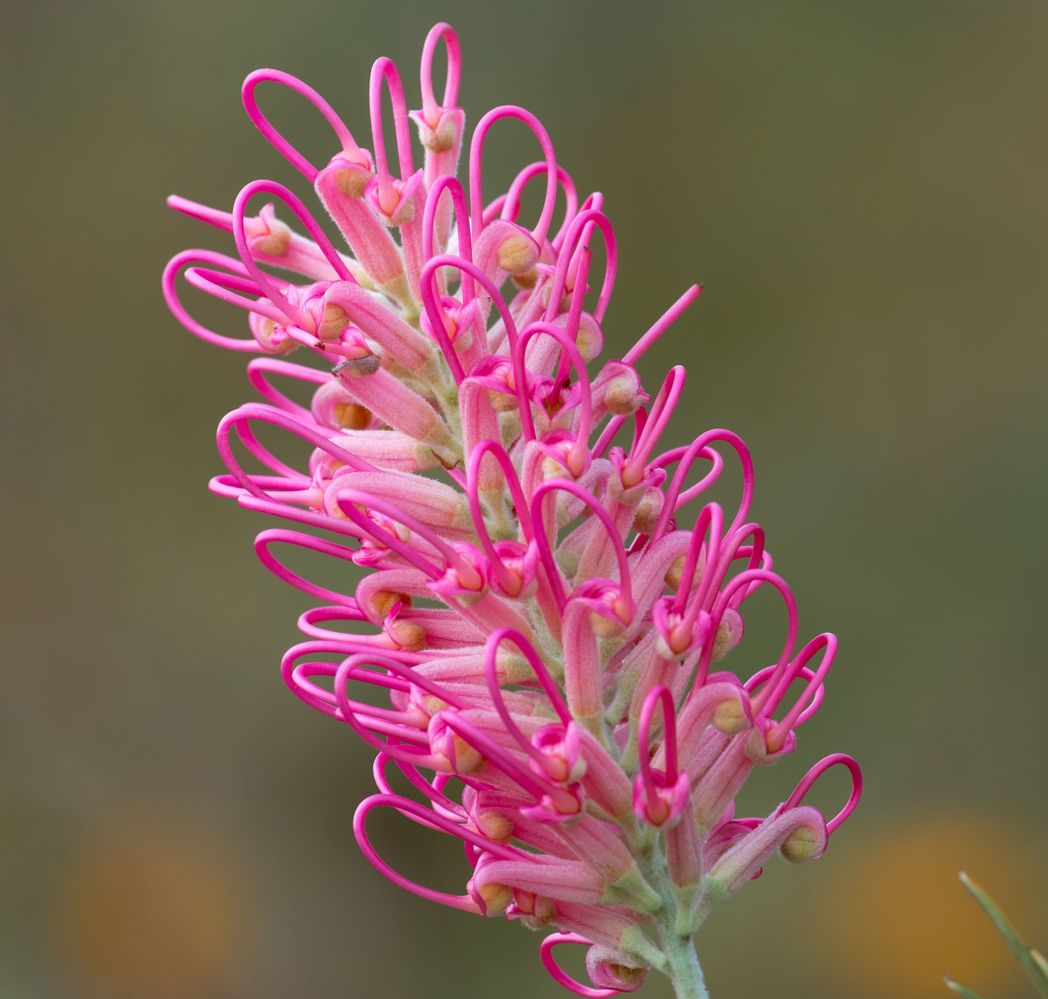 Grevillea