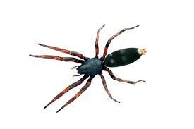 white  tail spider