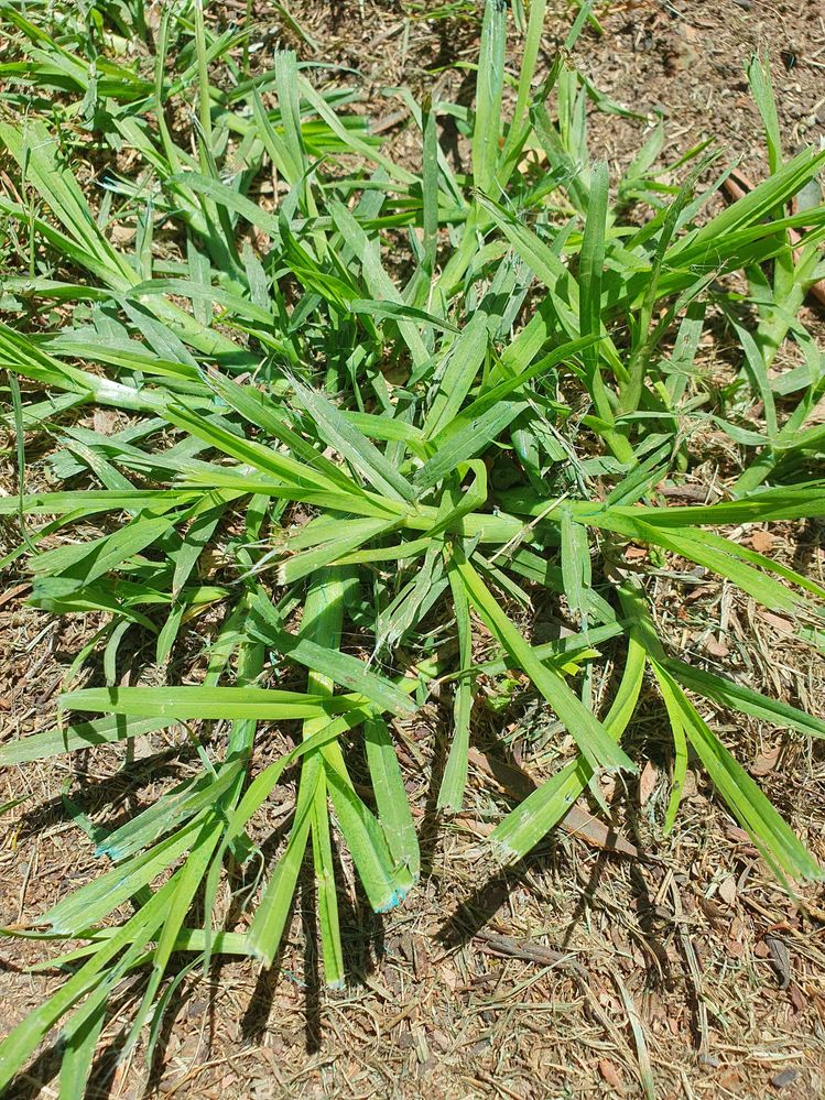 crabgrass.jpg