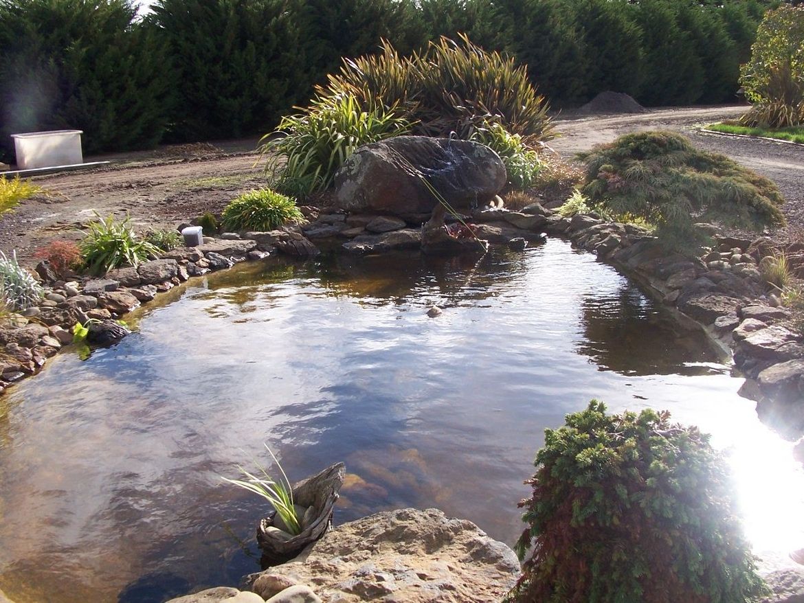 Pond reno #4.JPG