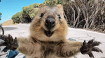 quokka.png