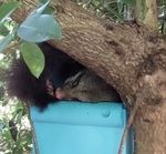 It's a Baby Possum who's squished itself into the Bird House and is having a sleep