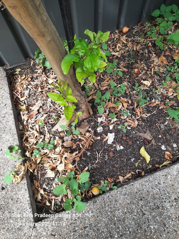 Soil Lemon tree