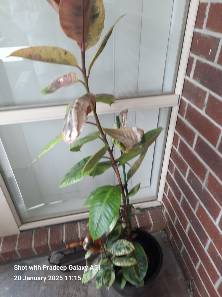 Potted (Croton?)