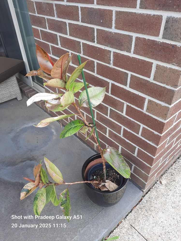 Potted (Croton?)