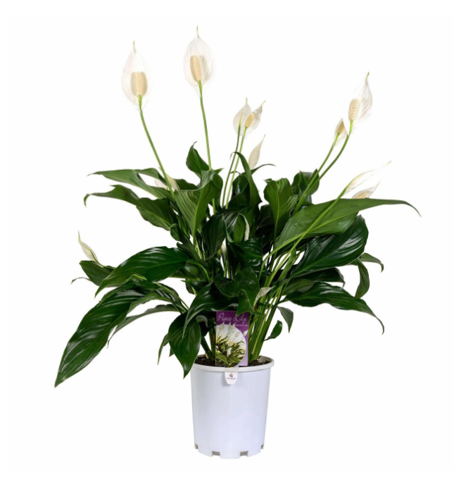 Peace lily.png