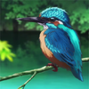 kingfisher.png