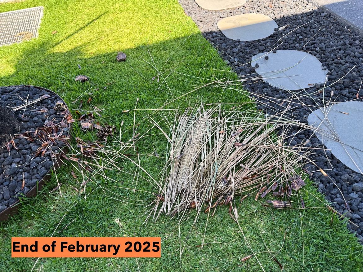 End of February 2025, Leaves Fell Off